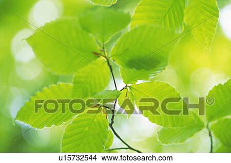 Picture - Fresh Green Leaves, Close Up, Differential Focus, Lens Flare. Fotosearch