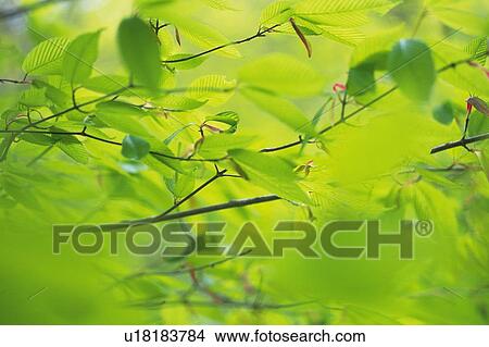 Fresh Green Leaves, Close Up, Differential Focus View Large Photo Image Picture - Fresh Green Leaves, Close Up, Differential Focus. Fotosearch