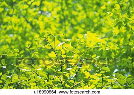 Picture - Fresh Green Leaves, Close Up, Differential Focus. Fotosearch