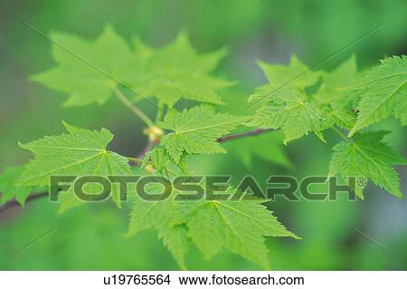 Fresh Green Leaves, Close Up, Differential Focus View Large Photo Image Picture - Fresh Green Leaves, Close Up, Differential Focus. Fotosearch
