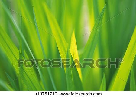 Stock Image - Fresh Green Leaves, Close Up, Differential Focus. Fotosearch
