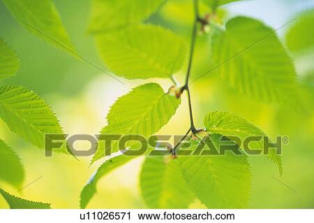 Stock Image - Fresh Green Leaves, Close Up, Differential Focus. Fotosearch