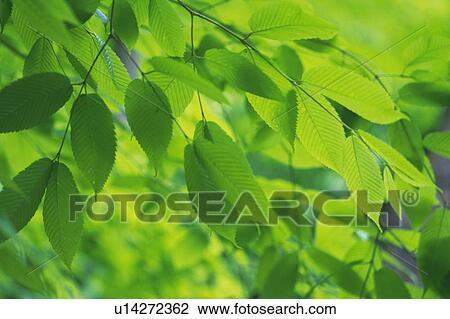 Fresh Green Leaves, Close Up, Differential Focus View Large Photo Image Stock Image - Fresh Green Leaves, Close Up, Differential Focus. Fotosearch