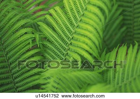 Fresh Green Leaves, Close Up, Differential Focus View Large Photo Image Stock Image - Fresh Green Leaves, Close Up, Differential Focus. Fotosearch