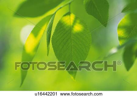 Stock Image - Fresh Green Leaves, Close Up, Differential Focus. Fotosearch