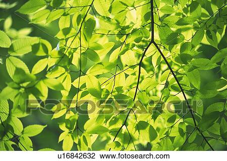 Stock Image - Fresh Green Leaves, Close Up, Differential Focus. Fotosearch