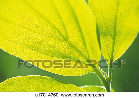 Fresh Green Leaves, Close Up, Differential Focus View Large Photo Image Stock Image - Fresh Green Leaves, Close Up, Differential Focus. Fotosearch