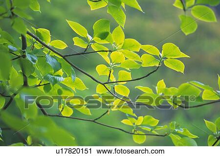 Stock Image - Fresh Green Leaves, Close Up, Differential Focus. Fotosearch