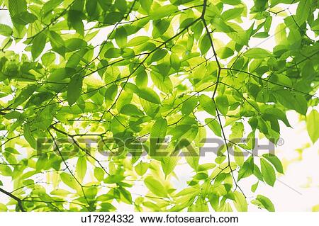 Stock Image - Fresh Green Leaves, Close Up. Fotosearch