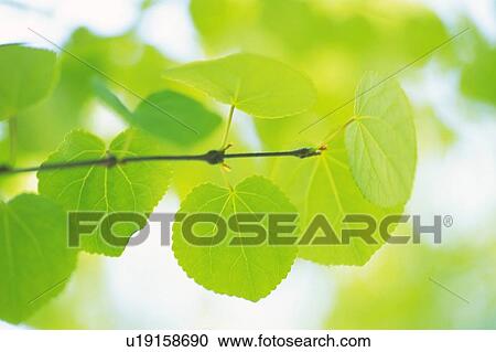 Stock Image - Fresh Green Leaves, Close Up, Differential Focus. Fotosearch