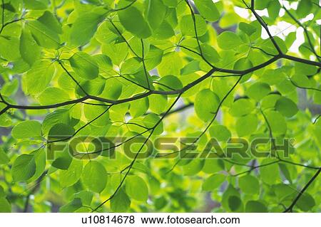 Fresh Green Leaves, Close Up, Differential Focus View Large Photo Image Stock Photo - Fresh Green Leaves, Close Up, Differential Focus. Fotosearch