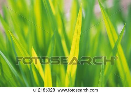 Stock Photo - Fresh Green Leaves, Close Up, Differential Focus. Fotosearch