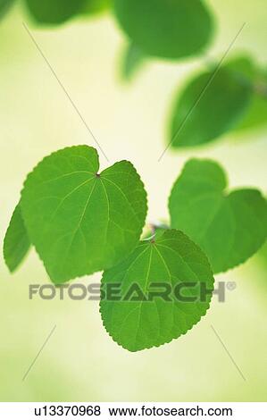 Fresh Green Leaves, Close Up, Differential Focus View Large Photo Image Stock Photo - Fresh Green Leaves, Close Up, Differential Focus. Fotosearch