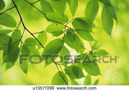 Fresh Green Leaves, Close Up, Differential Focus View Large Photo Image Stock Photo - Fresh Green Leaves, Close Up, Differential Focus. Fotosearch
