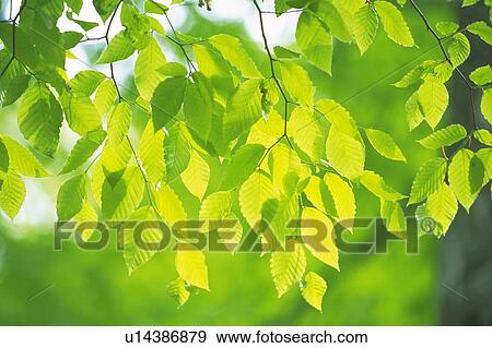 Fresh Green Leaves, Close Up, Differential Focus View Large Photo Image Stock Photo - Fresh Green Leaves, Close Up, Differential Focus. Fotosearch