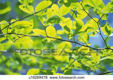 Fresh Green Leaves, Close Up, Differential Focus View Large Photo Image Stock Photo - Fresh Green Leaves, Close Up, Differential Focus. Fotosearch