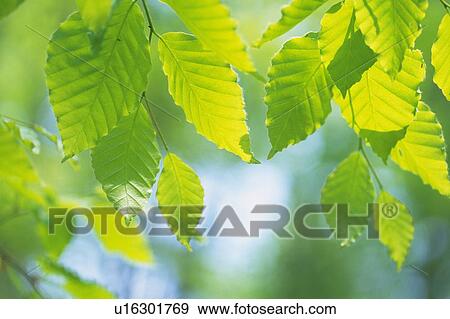 Fresh Green Leaves, Close Up, Differential Focus, Lens Flare View Large Photo Image Stock Photo - Fresh Green Leaves, Close Up, Differential Focus, Lens Flare. Fotosearch