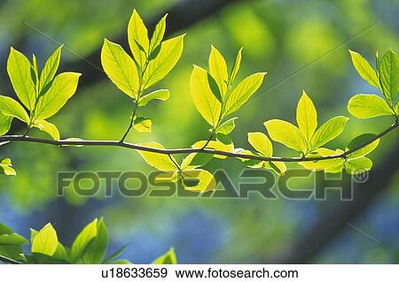Stock Photo - Fresh Green Leaves, Close Up, Differential Focus. Fotosearch