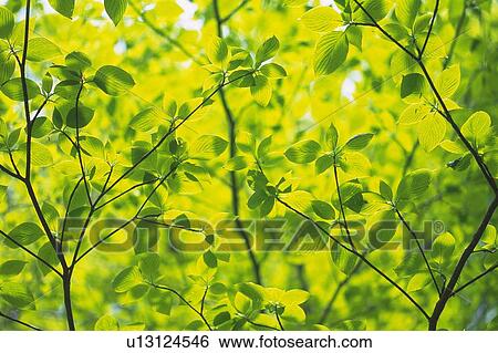 Stock Photograph - Fresh Green Leaves, Close Up, Differential Focus. Fotosearch