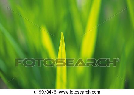 Stock Photograph - Fresh Green Leaves, Close Up, Differential Focus. Fotosearch
