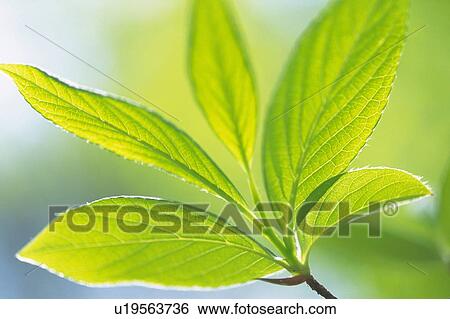 Fresh Green Leaves, Close Up, Differential Focus View Large Photo Image Stock Photograph - Fresh Green Leaves, Close Up, Differential Focus. Fotosearch