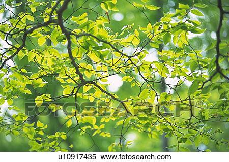 Stock Photography - Fresh Green Leaves, Close Up, Differential Focus, Lens Flare. Fotosearch