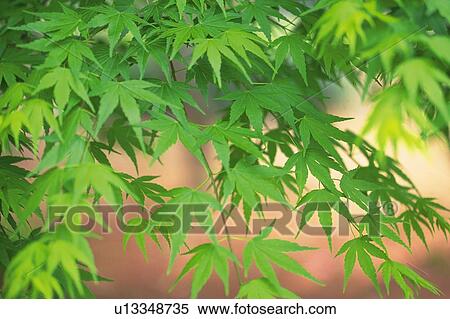 Fresh Green Leaves, Close Up, Differential Focus View Large Photo Image Stock Photography - Fresh Green Leaves, Close Up, Differential Focus. Fotosearch