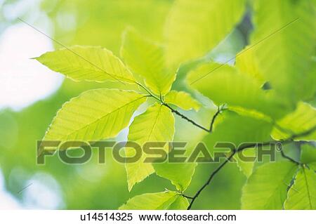 Stock Photography - Fresh Green Leaves, Close Up, Differential Focus, Lens Flare. Fotosearch
