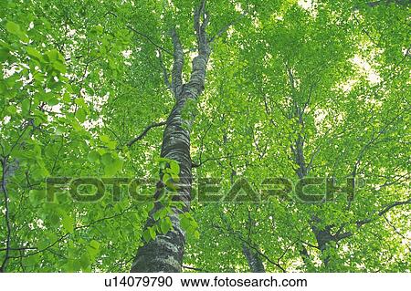 Fresh Green Leaves, Low Angle View, Pan Focus View Large Photo Image Stock Image - Fresh Green Leaves, Low Angle View, Pan Focus. Fotosearch