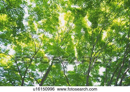 Fresh Green Leaves, Low Angle View, Pan Focus View Large Photo Image Stock Photograph - Fresh Green Leaves, Low Angle View, Pan Focus. Fotosearch