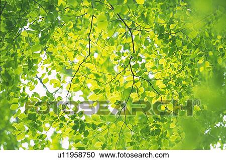 Stock Image - Fresh Green Leaves, Low Angle View, Differential Focus. Fotosearch