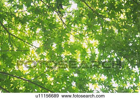 Fresh Green Leaves, Low Angle View View Large Photo Image Stock Photo - Fresh Green Leaves, Low Angle View. Fotosearch