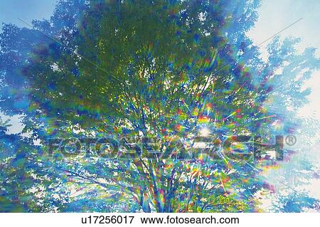 Stock Photo - Fresh Green Leaves, Low Angle View, Defocused, Lens Flare. Fotosearch