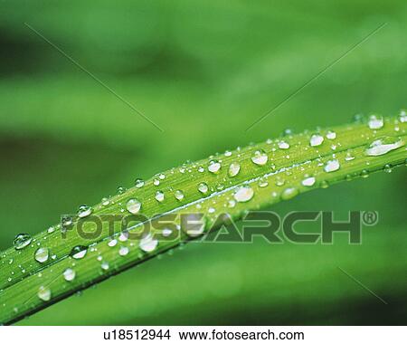 Picture -  a Blade of Gras, Several Water drops on It, High Angle View, Differential Focus. Fotosearch