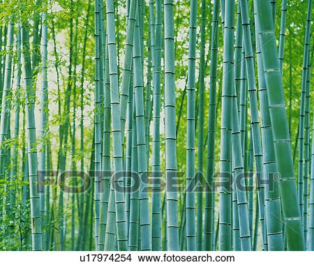 Picture -  a Bunch of Bamboo Trees Lined Up Next to Each Other, Front View. Fotosearch