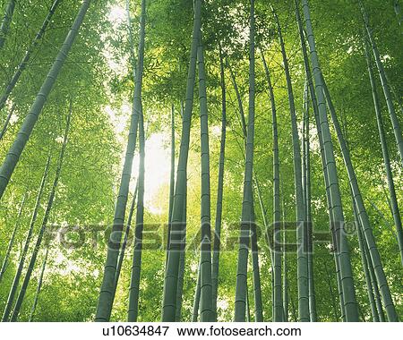 a Bunch of Bamboo Trees, Lined Up Next to Each Other With the Sun Shining Through, Low Angle View View Large Photo Image Stock Photo - a Bunch of Bamboo Trees, Lined Up Next to Each Other With the Sun Shining Through, Low Angle View. Fotosearch