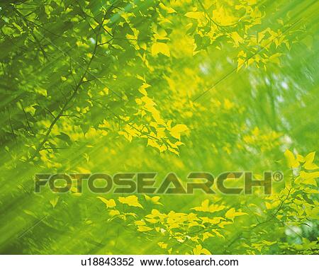 a Bunch of Green Leaves, Front View, Blurred Motion View Large Photo Image Stock Image - a Bunch of Green Leaves, Front View, Blurred Motion. Fotosearch