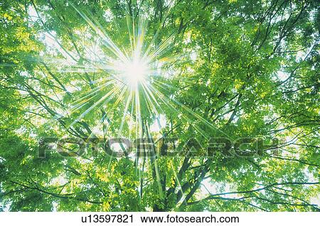 a Bunch of Green leaves, the Sun Shining Through, Lens Flare, Low Angle View View Large Photo Image Stock Image - a Bunch of Green leaves, the Sun Shining Through, Lens Flare, Low Angle View. Fotosearch