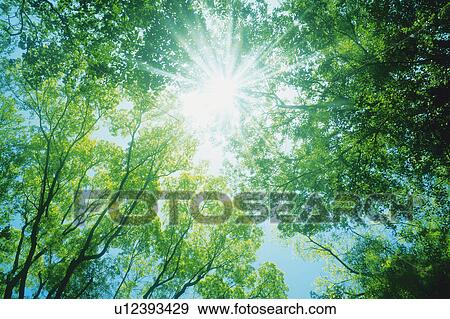 Stock Photo -  a Bunch of Green Leaves, the Sun Shining Through, Lens Flare, Low Angle View. Fotosearch