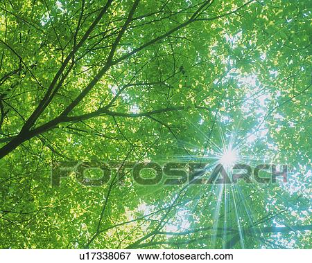 Stock Photo -  a Bunch of Green Leaves, the Sun Shining Through, Lens Flare, Low Angle View. Fotosearch