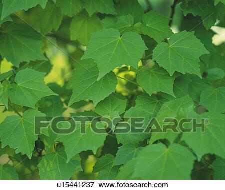 a Bunch of Maple Leaves, High Angle View, Differential Focus View Large Photo Image Stock Photo - a Bunch of Maple Leaves, High Angle View, Differential Focus. Fotosearch