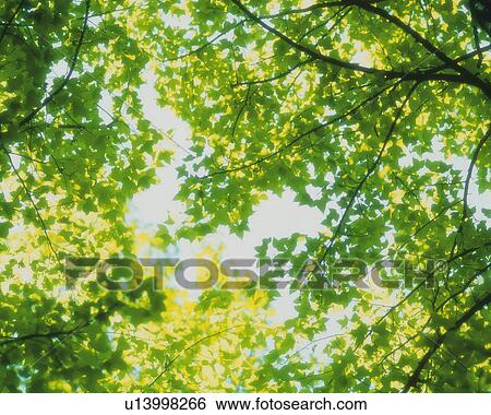 Stock Photograph -  a Bunch of Maple Leaves, Low Angle View, Soft Focus. Fotosearch