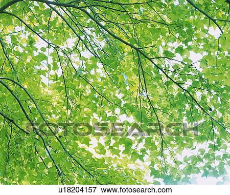Stock Photo -  a Bunch of Maple Leaves, Low Angle View. Fotosearch