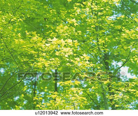 a Bunch of Maple Trees, Low Angle View, Differential Focus View Large Photo Image Stock Image - a Bunch of Maple Trees, Low Angle View, Differential Focus. Fotosearch