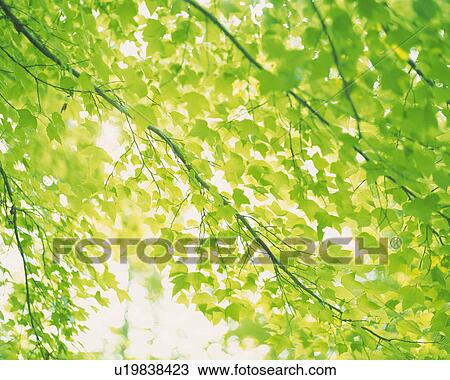 Stock Image -  a Bunch of of Maple Leaves, the Sun Partly Shining Through, Low Angle View, Differential Focus. Fotosearch