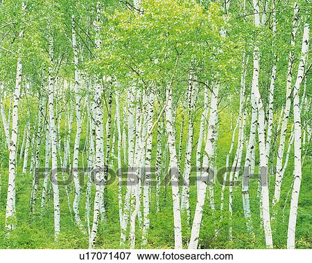 Stock Photo -  a Bunch White Birches Standing Next to Each Other, Front View. Fotosearch