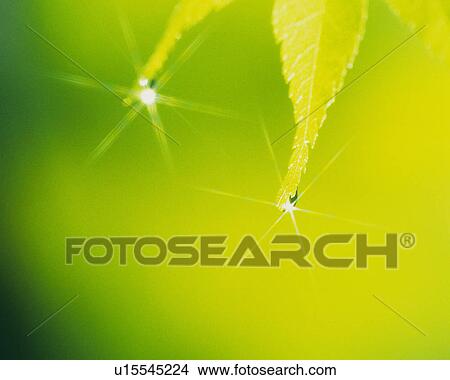 Picture -  a Few Green Leaves, Dripping From Water, Surrounded in a Green Environment, Front View, Lens Flare, Differential Focus. Fotosearch