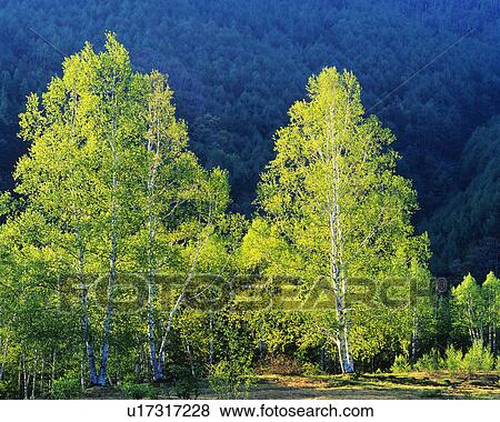 Stock Photo -  a Few Trees, Surrounded by a Forest, Front View. Fotosearch