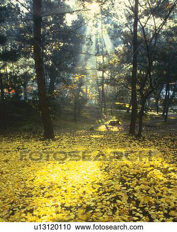 a Field of Yellow-colored Fallen Leaves, the Sun Shining Through the Trees, Low Angle View, Lens Flare View Large Photo Image Stock Image - a Field of Yellow-colored Fallen Leaves, the Sun Shining Through the Trees, Low Angle View, Lens Flare. Fotosearch