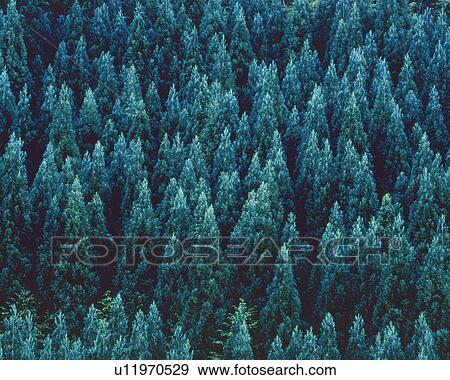 a Forest With Dark Green-colored Trees Spreading Over the Surface, High Angle View View Large Photo Image Stock Photo - a Forest With Dark Green-colored Trees Spreading Over the Surface, High Angle View. Fotosearch